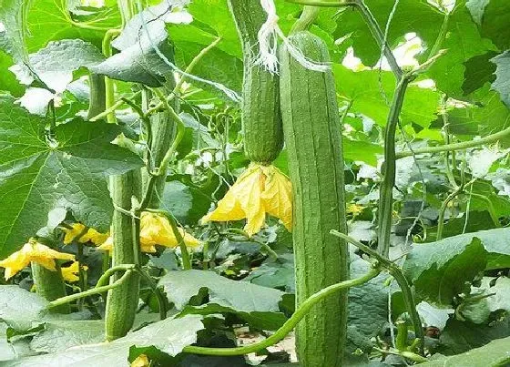 果实科普|丝瓜多久开花结果 种植多长时间能结果