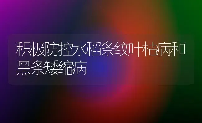 积极防控水稻条纹叶枯病和黑条矮缩病 | 粮油作物种植