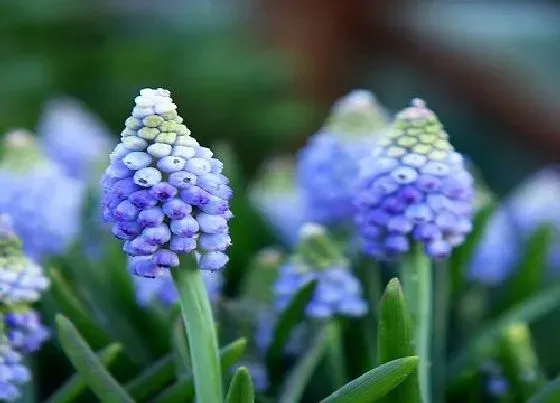 植物香味|风信子有香味吗