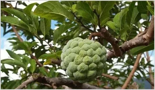释迦果的施肥要点，熟练掌握有助于增产 | 种植资料