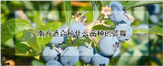 南方适合种什么品种的蓝莓 | 种植资料