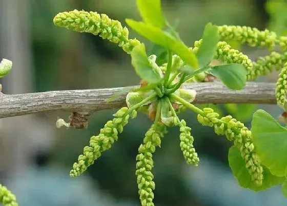 植物百科|银杏树开花吗 开花什么样子