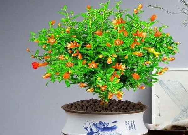 植物移栽|石榴盆栽用深盆还是浅盆好