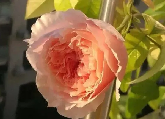 植物种类|复古珊瑚月季是藤本还是灌木