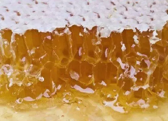 食用技巧|蜂蜜怎么挑选好吃的