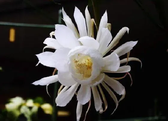 开花时间|昙花几点开花时间 开多长时间