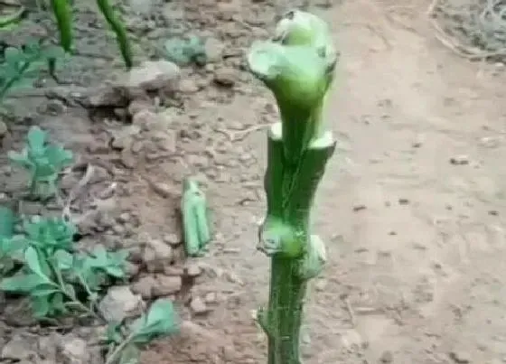 植物嫁接|辣椒可以嫁接吗
