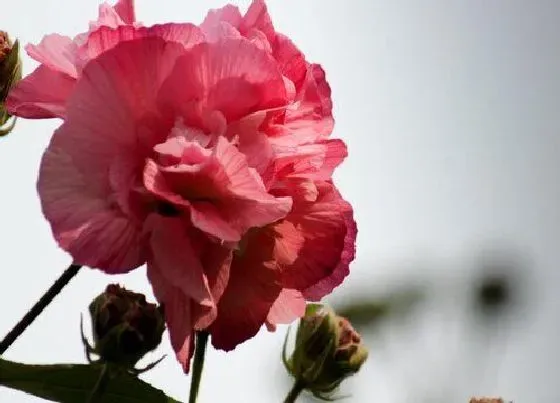 开花时间|芙蓉花多久开花一次