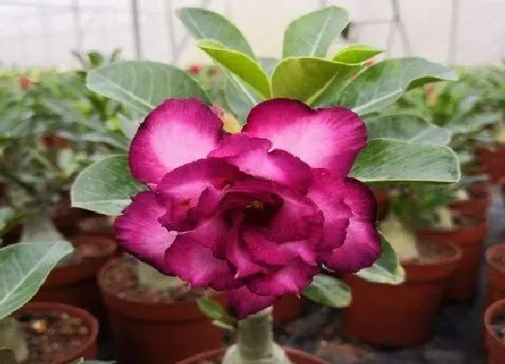 植物排行|沙漠玫瑰什么品种最好