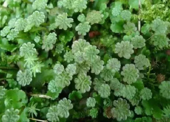 植物排行|常见的苔藓植物有哪些