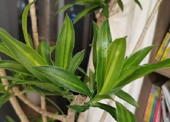 花期|龙血树花期是什么时候