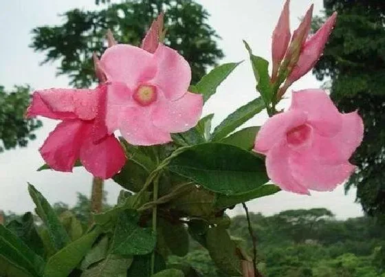 开花时间|红蝉花一年开几次花