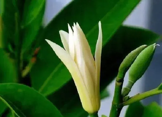 植物毒性|白兰花有毒吗 可以放在室内养吗