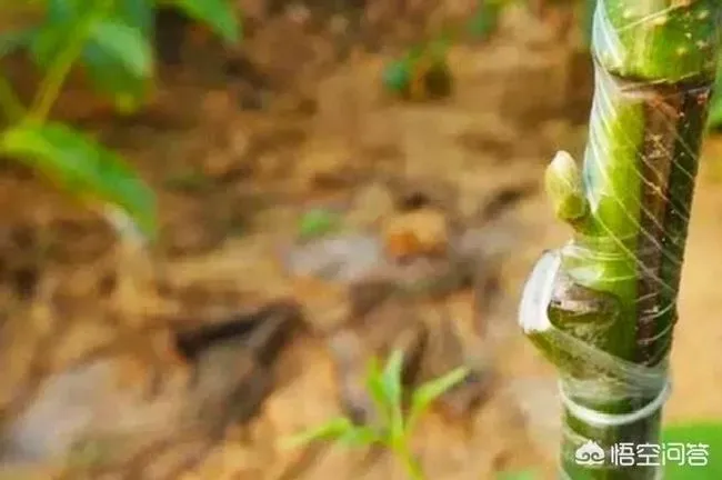 植物嫁接|黄皮树怎样嫁接提高成活率，黄皮果什么时候嫁接比较合适）