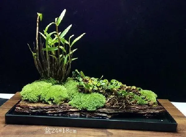 植物移栽|文竹怎么分盆容易成活 掌握正确的分盆时间和方