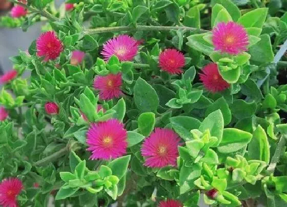 植物毒性|牡丹吊兰有毒吗 可以放在室内养吗