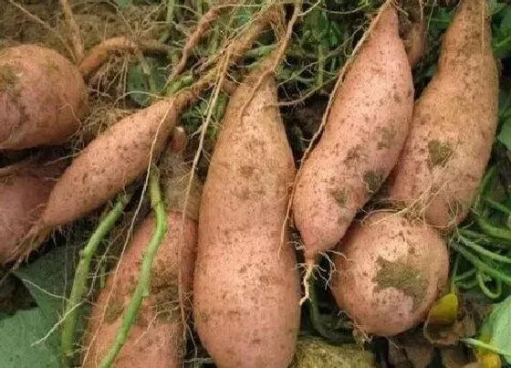 植物排行|红薯哪个品种好