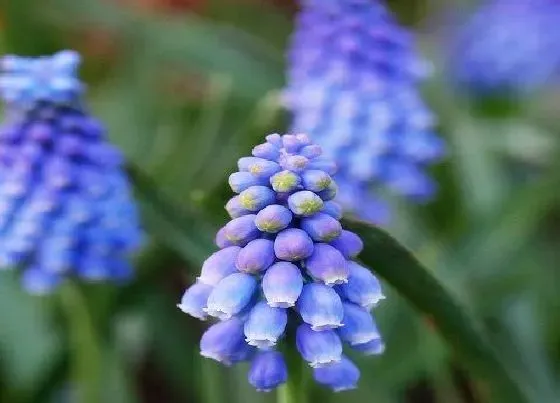 植物香味|风信子有香味吗