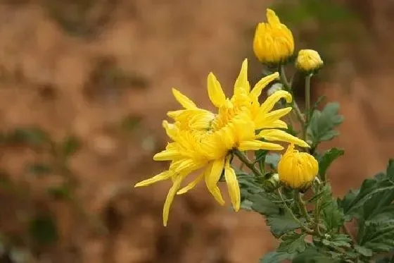 植物虫害|菊花长虫子怎么办 病虫害治理方法及妙招