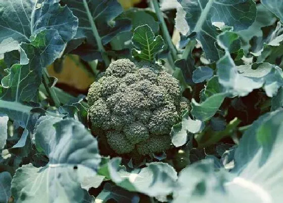 植物施肥|西兰花施什么肥最好