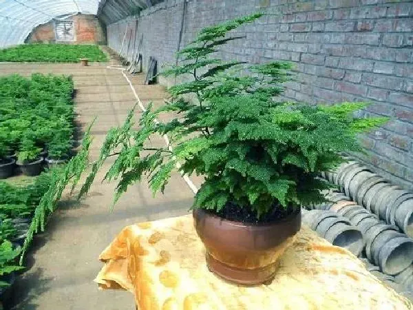 植物换土|文竹怎么换土 换土换盆时间和方法