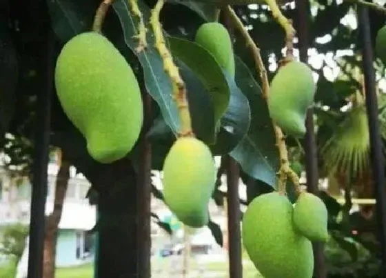 果实成熟|青芒什么时候成熟