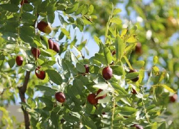 养殖科普|枣树喜阴还是喜阳光的植物