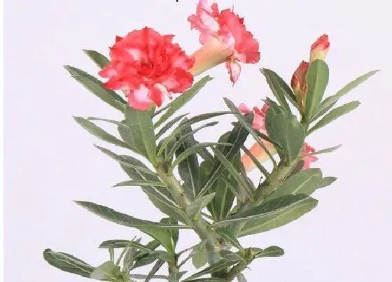 植物排行|沙漠玫瑰什么品种最好