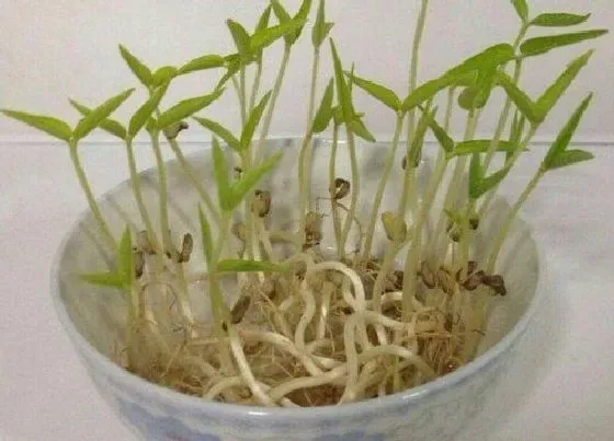 种植方法|豆芽的种植方法步骤 种豆芽的过程图解