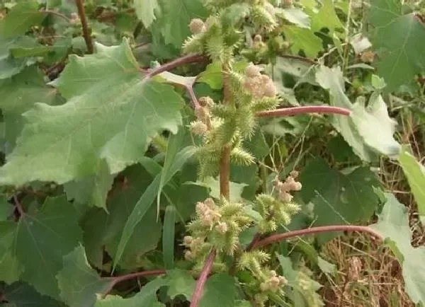 植物泡水|苍耳可以泡水喝吗