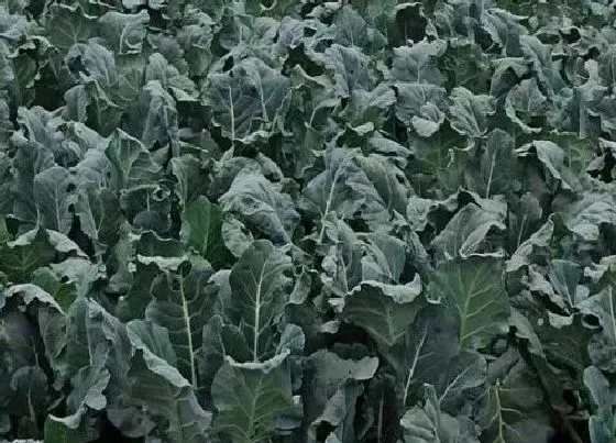 植物施肥|西兰花施什么肥最好