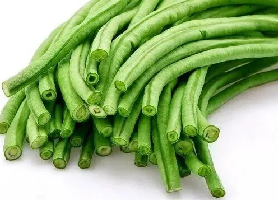 食用技巧|豆角怎么挑选好吃的