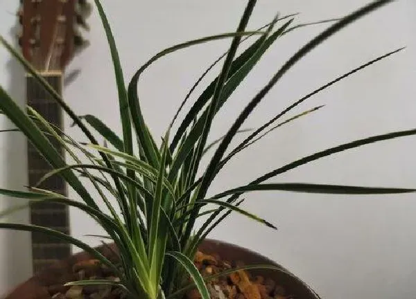 植物换土|兰花怎么换土换盆