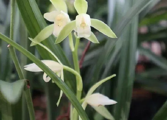 植物香味|建兰中香味最浓的品种（浓香型建兰哪个品种花期长）