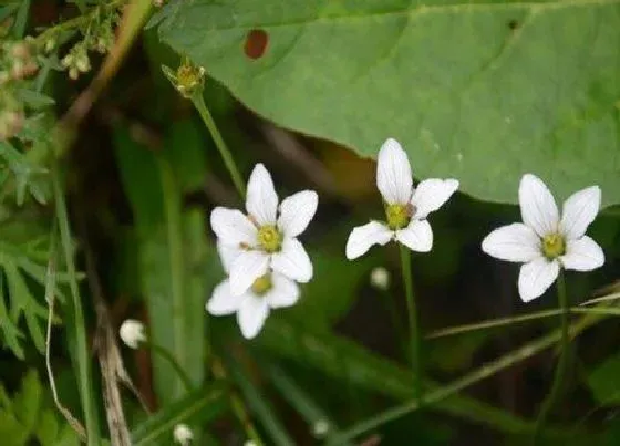 植物毒性|梅花草有毒吗 可以放在室内养吗