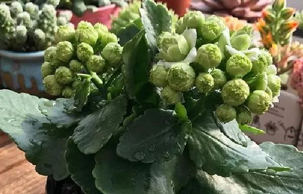 盆景|长寿花老桩怎么养 修剪造型与养殖方法