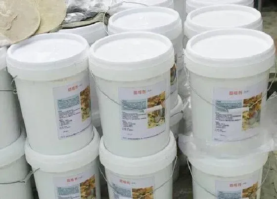 植物百科|路边树上刷白漆起什么作用（树干上为什么要刷白色的漆）