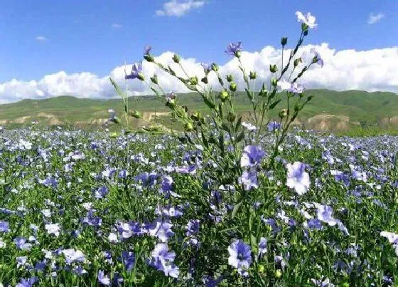 植物百科|亚麻是什么植物类别