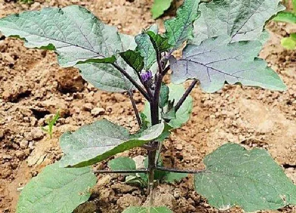 植物浇水|茄子苗多久浇一次水