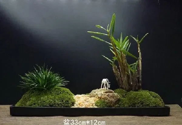 植物移栽|文竹怎么分盆容易成活 掌握正确的分盆时间和方