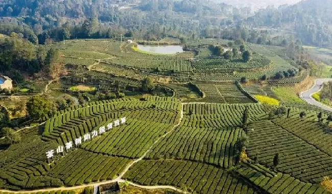 植物产地|花茶产地在哪里