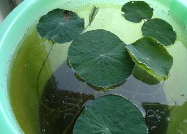 植物移栽|碗莲上盆时间与养护方法