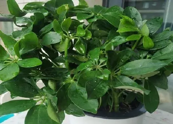 植物繁殖|鸭掌木怎么繁殖方法和注意事项