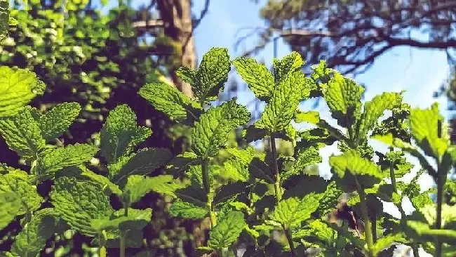 花语|薄荷叶的花语是什么寓意