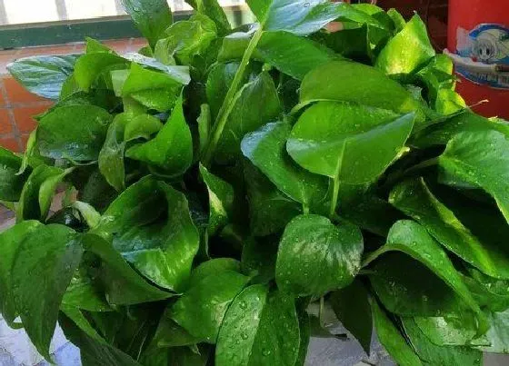 颜色花|绿萝的花是什么颜色 长什么形状样子