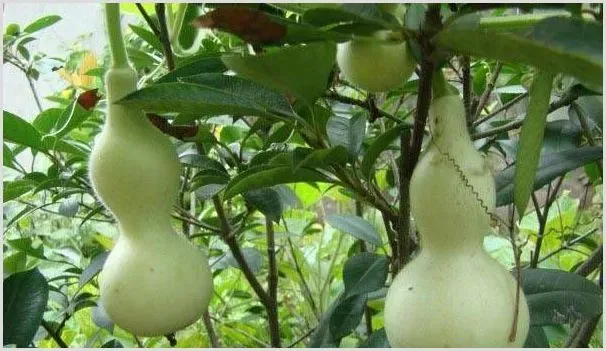 葫芦田间管理技术介绍 | 种植技术