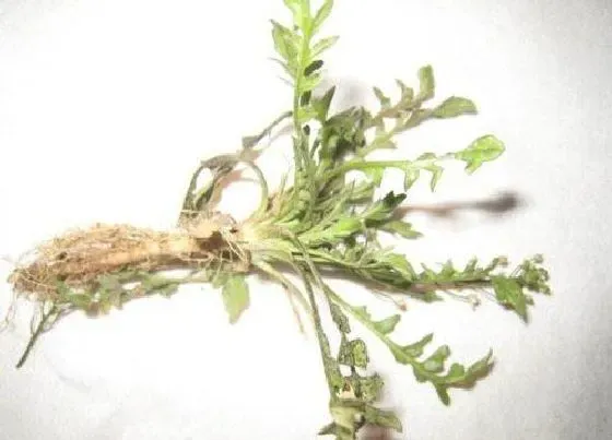 根部|荠菜的根是什么样子的