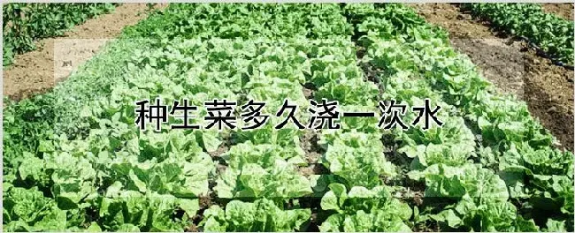 种生菜多久浇一次水 | 自然知识