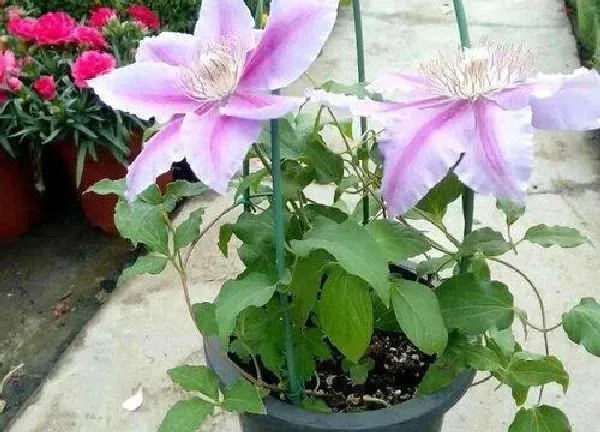 植物移栽|铁线莲什么时候移栽最好（地栽铁线莲几月份移植合适）