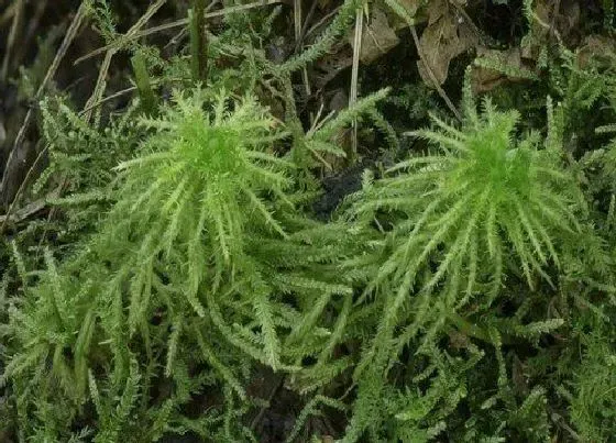 植物排行|常见的苔藓植物有哪些